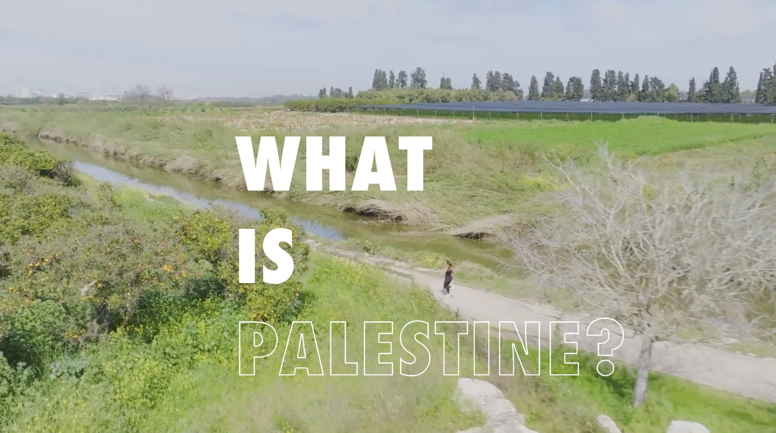 what is palestine green